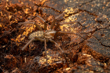Giant House Spider - Eratigena duellica, large brown funnel weaver spider from European woodlands and gardens, Zlin, Czech Republic.