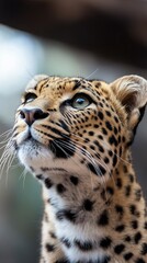 Naklejka premium Leopard in the nature, close up portrait of a big cat