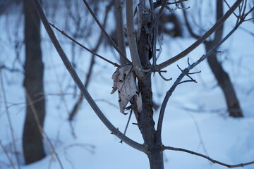 snow on the branches