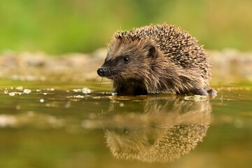 Northern white-breasted hedgehog erinaceus roumanicus inhabitant of dry lowland deciduous forest, scrub, gardens, villages, cities, and parks, food is insects, snakes, frogs, lizards, and bird eggs © Jan Novak