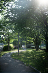夏の公園の木漏れ日、夏の江東区木場公園