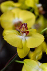 Yellow and white orchids in garden shop. Various orchids sold in store.
