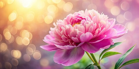 Soft focus macro of a blooming pink peony, showcasing delicate petal details.