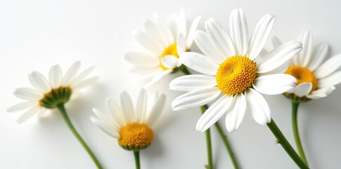 Freshly picked daisy marguerite blooms on a white background, white, petal