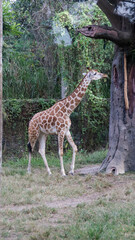 Giraffe standing on grassy ground near a tree with green foliage and natural habitat in a wildlife park on a calm sunny day