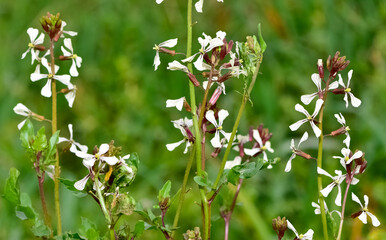 green plants used in making salads. The rocket plant growing in the field bloomed.