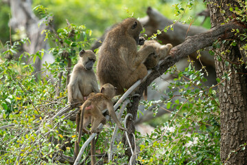 Babouin chacma, Papio ursinus , chacma baboon, Parc national Kruger, Afrique du Sud