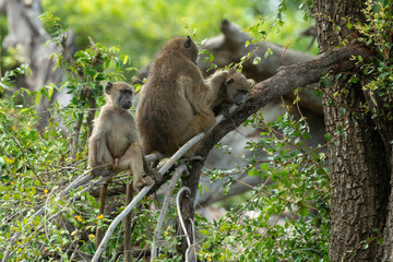 Babouin chacma, Papio ursinus , chacma baboon, Parc national Kruger, Afrique du Sud