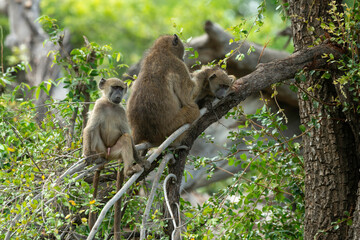 Babouin chacma, Papio ursinus , chacma baboon, Parc national Kruger, Afrique du Sud