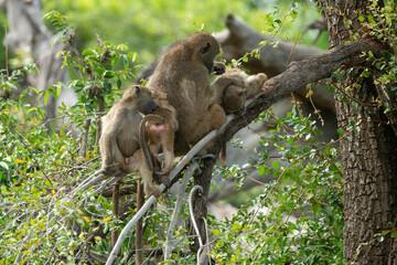 Babouin chacma, Papio ursinus , chacma baboon, Parc national Kruger, Afrique du Sud