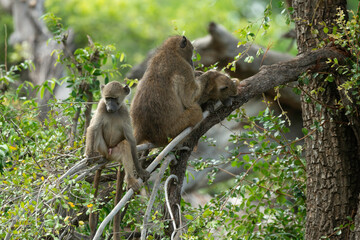 Babouin chacma, Papio ursinus , chacma baboon, Parc national Kruger, Afrique du Sud