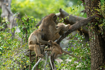 Babouin chacma, Papio ursinus , chacma baboon, Parc national Kruger, Afrique du Sud