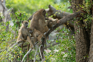Babouin chacma, Papio ursinus , chacma baboon, Parc national Kruger, Afrique du Sud