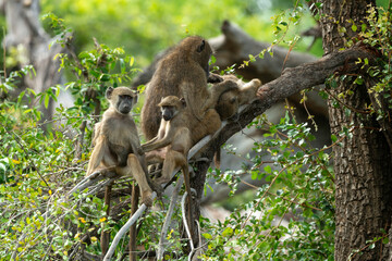 Babouin chacma, Papio ursinus , chacma baboon, Parc national Kruger, Afrique du Sud