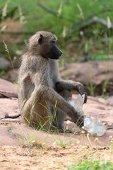 Babouin chacma, Papio ursinus , chacma baboon, Parc national Kruger, Afrique du Sud