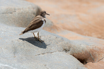 Chevalier guignette,.Actitis hypoleucos , Common Sandpiper