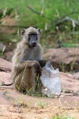 Babouin chacma, Papio ursinus , chacma baboon, Parc national Kruger, Afrique du Sud