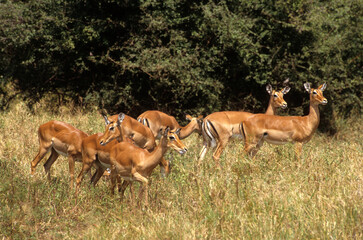 Impala, femelle et jeune, Aepyceros melampus, Kenya
