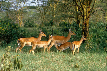 Impala, femelle et jeune, Aepyceros melampus, Kenya