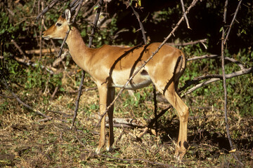 Impala, femelle, Aepyceros melampus, Kenya