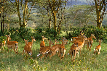 Impala, femelle et jeune, male, Aepyceros melampus, Kenya