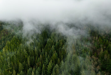 Dense Forest View Shrouded in Mist in a Serene Mountain Landscape