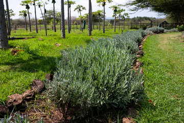 Row of lavender plants growing in a farm field, agriculture production on a community farm, Lewa, Kenya, Africa
