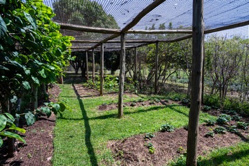 Mesh protective enclosure with strawberry and other fruit plants growing on a community farm, healthy fruit full of nutrition, agriculture and food production, Lewa, Kenya, Africa
