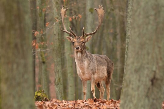 European fallow deer Dama dama wildlife antlers fawn western male European graze in meadow nice eyes fur forest in mountains, nice darling, widespread species hunting animal care, hunted Europe