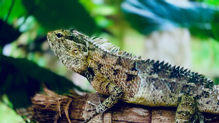 iguana on a tree