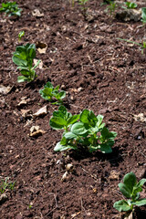 Closeup of new Fava Bean plants in a row in rich soil growing on a community farm, healthy vegetable full of nutrition, agriculture and food production, Lewa, Kenya, Africa
