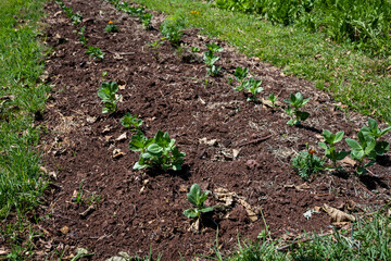 New Fava Bean plants in a row in rich soil growing on a community farm, healthy vegetable full of nutrition, agriculture and food production, Lewa, Kenya, Africa
