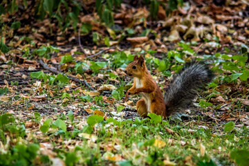 A small brown squirrel with a fluffy dark gray tail is looking for food among the green grass.	
