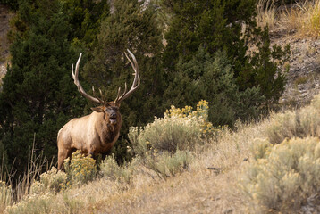 Bull Elk During the Rut in Autumn in Yellowstone National Park Wyoming