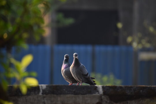 Whispers of Togetherness at Dawn
This captivating image captures two pigeons perched together, bathed in the soft morning light. Their poised stance and gentle proximity evoke a serene bond