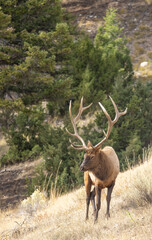 Bull Elk During the Rut in Autumn in Yellowstone National Park Wyoming
