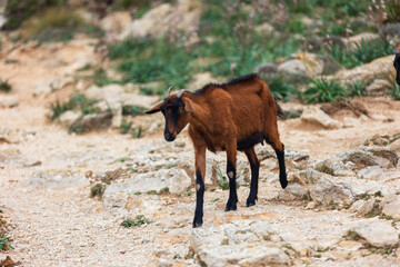 Fototapeta premium Capra sul Mirador del Colomer a Maiorca Spagna