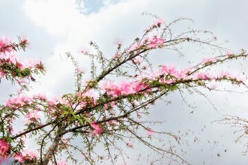 Pink flowers blooming on a tree branch
