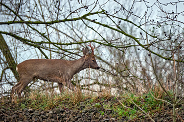 Rehbock ( Capreolus capreolus ).