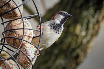 Haussperling ( Passer domesticus ) – auch Spatz oder Hausspatz an der Fütterung.