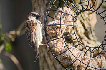 Haussperling ( Passer domesticus ) – auch Spatz oder Hausspatz an der Fütterung.