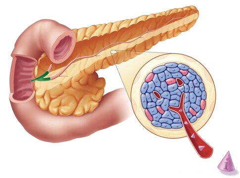 Anatomical illustration of pancreas with islets of langerhans
