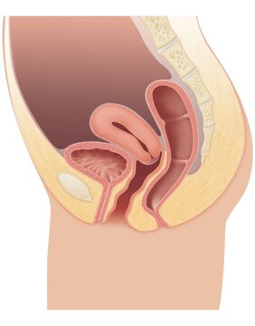 Illustration showing normal pelvic organs without any form of prolapse in healthy female anatomy