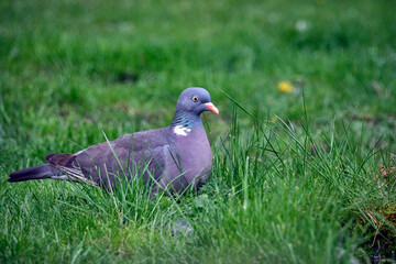 Ringeltaube ( Columba palumbus ).