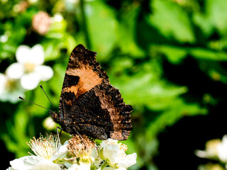 Butterfly on a flower in a garden in the summer.