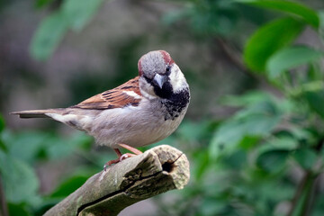 Haussperling ( Passer domesticus ) – auch Spatz oder Hausspatz.