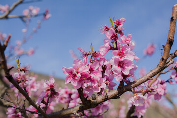 The close up pf the blooming pink flower on the tree