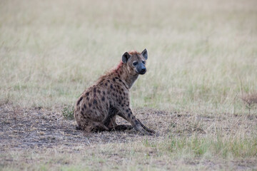 Hyena in serengeti national park