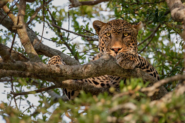 leopard in the tree