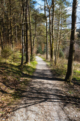Naklejka premium Forest with Moss-Covered Trees and Green Underbrush